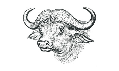 Vintage Buffalo Head Illustration
