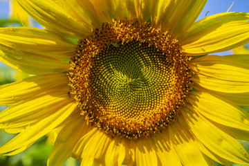 Obraz premium Flowers of a sunflower against a blue sky. The natural beauty of the plantation of sunflowers.