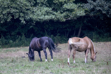 Naklejka na ściany i meble Horse on farm in Denmark