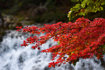 色づく魚帰りの滝