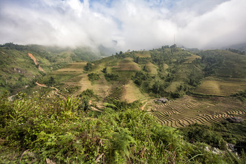 Fototapeta na wymiar Ricefields in the mountains around Sapa in the harvest season in the north of Vietnam