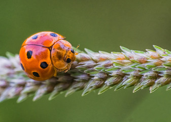 Yellow Dot Ladybug