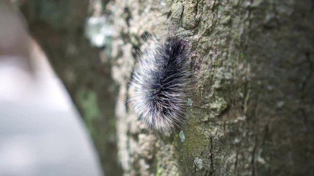 Black hairy caterpillar crawling in humid forest, itchy insect