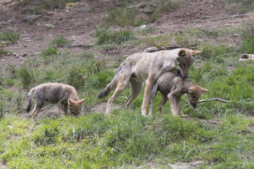 Fototapeta premium Wychowanie wilka