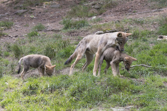 Wolf Erziehung