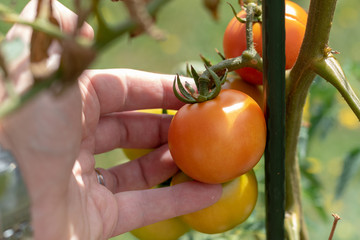 Männliche Hand betastet fast reife große Tomate