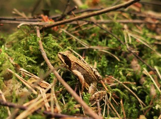 Frog in the Woods