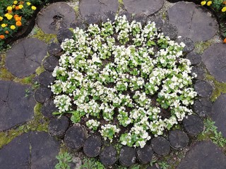 Wooden pavement with white flowers
