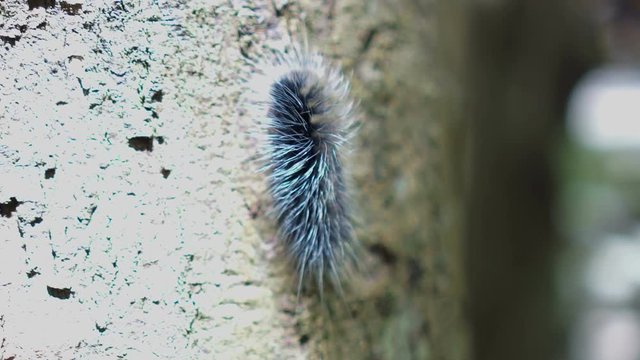 Black hairy caterpillar crawling in humid forest, itchy insect