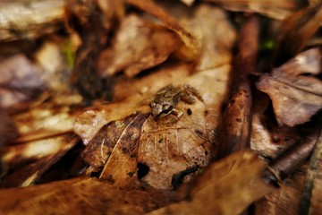 Baby frog on oak leaf