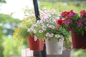 Hanging flower garden,Flowers in a hanging pot