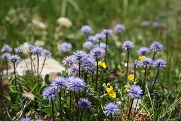 Naklejka premium Globulaire à feuilles en cœur : Globularia cordifolia