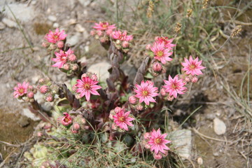 Joubarbe des montagnes : Sempervivum montanum