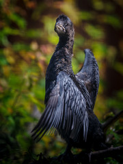cormorant