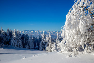 Widok panoramy Tatr ze szczytu zaśnieżonych Gorców