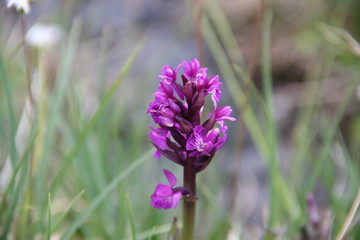 Fleur de montagne : Orchis mascula 