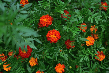 Obraz premium Flowers with leaves Tagettes marigolds on a blurry background