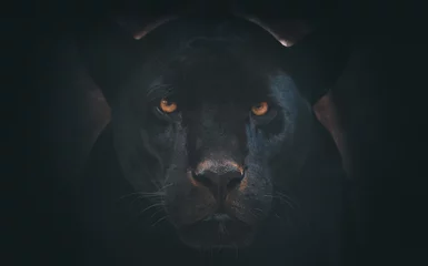 Foto auf Leinwand schwarzer Jaguar © Александр Денисюк