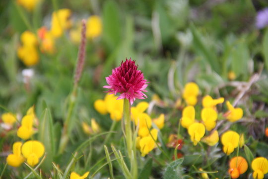 Fleur de montagne : Nigritelle noire - Nigritella rhellicani - 