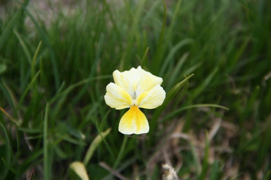 Viola lutea - pens&eacute;e des Voges  jaune