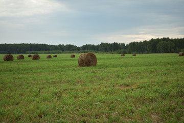 Harvested haystacks on the field, rural landscape