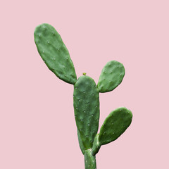 Cactus isolé sur fond rose été minimal avec un tracé de détourage
