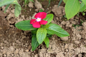 Madagascar periwinkle or Catharanthus roseus or Rose periwinkle or Rosy periwinkle bright red flower with thick green leaves planted in local garden on warm sunny day