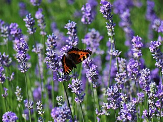 Small tortoiseshell butterfly on a lavender plant