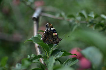 Butterfly Vanessa atalanta sitting on a plum branch