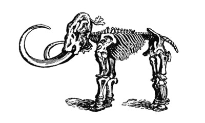 Vintage Wooly Mammoth Skeleton Illustration