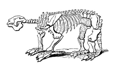 Vintage Dinosaur Bones Skeleton Illustration