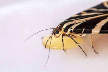 Micro World of Wildlife Animals
