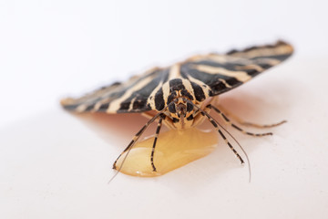 Micro World of Wildlife Animals