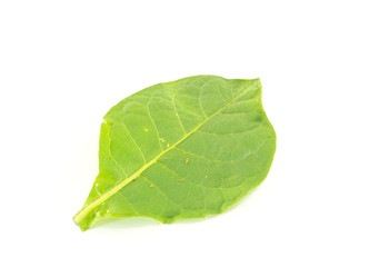 Obraz premium tobacco leaf