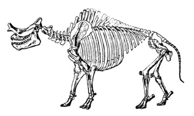 Vintage Dinosaur Skeleton Illustration