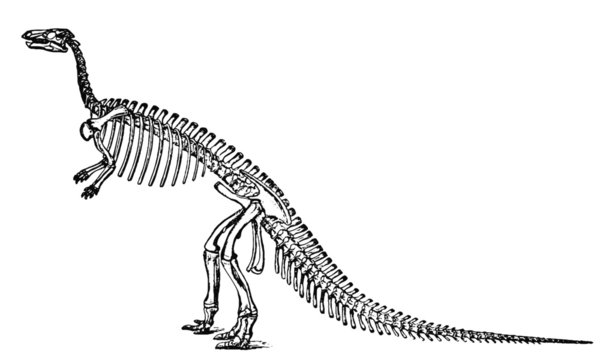 Vintage Dinosaur Skeleton Illustration