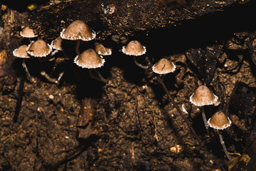 Mushroom in the forest on rainy day
