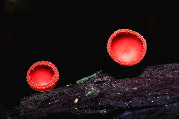 champagne mushroom in the forest on rainy day