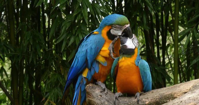 Blue-and-yellow Macaw, ara ararauna, Adults Beak in Beak, Reel Time 4K
