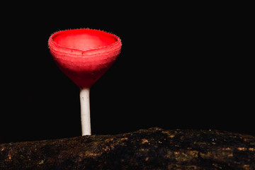 champagne mushroom in the forest on rainy day