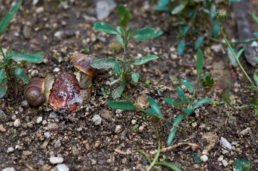 two snails are eating the kernel of a peach