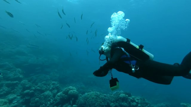 Female scuba diver look at on school of Yellow-tail Barracuda (Sphyraena flavicauda) Underwater shot, 4K / 60fps 
