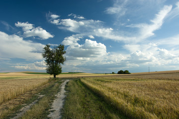 Single tree, field of grain and clouds in the sky