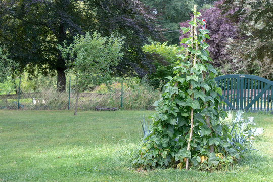 Große Bohnenpflanze an einem Rankgitter im Gemüsegarten
