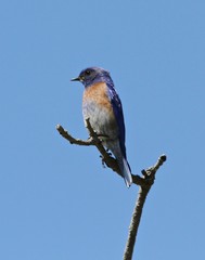 Summer Bird Sitings 29
