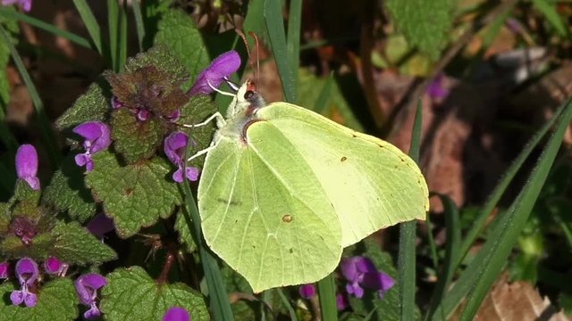 Brimstone, gonepteryx rhamni, Adult Foraging a Flower, Pollinisation Act, Normandy, Real Time