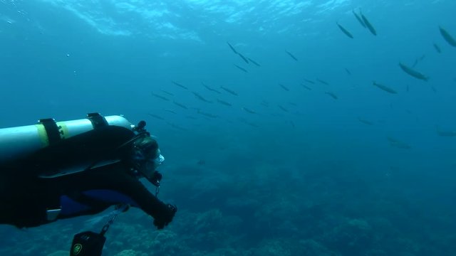 Two scuba divers man and woman looks at on school of Yellow-tail Barracuda (Sphyraena flavicauda) Underwater shot, 4K / 60fps 
