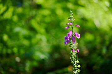 Simple forest pink flower on a green background