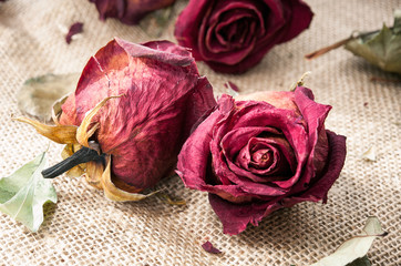 Dried old maroon roses buds with retro filter. Vintage closeup