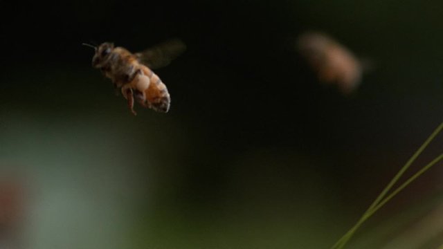 |European Honey Bee, apis mellifera, Bee in Flight, Return to the Hive with Balls Loaded with Pollen, Slow motion